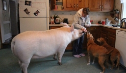 Cái kết không ngờ của hai chàng trai nhận heo làm thú cưng